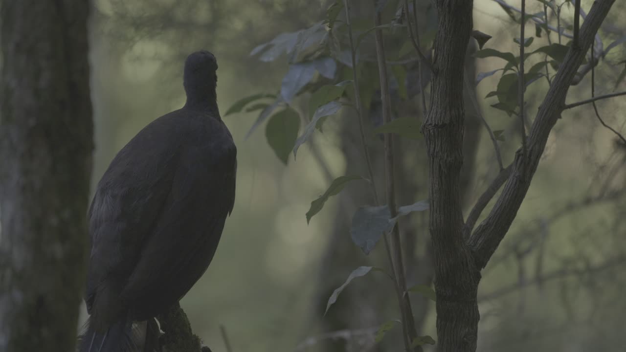 Um pássaro-lira soberbo canta em uma floresta australiana, imitando outros pássaros e sons em uma das exibições vocais mais complexas da natureza. Capturado com luz natural e áudio ambiente.