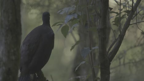 a superb lyrebird sings in an australian forest, mimicking other birds and sounds in one of nature’s most complex vocal displays. captured in natural light with ambient audio