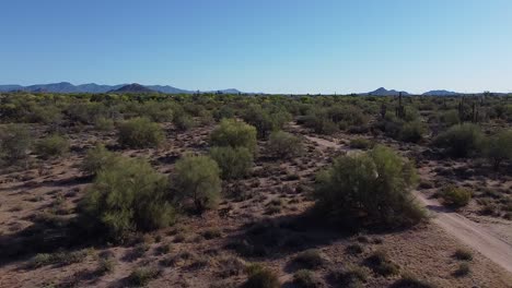 Long-dirt-road-in-desert-with-cactuses,-plants-and-mountains-in-dry-sandy-landscape