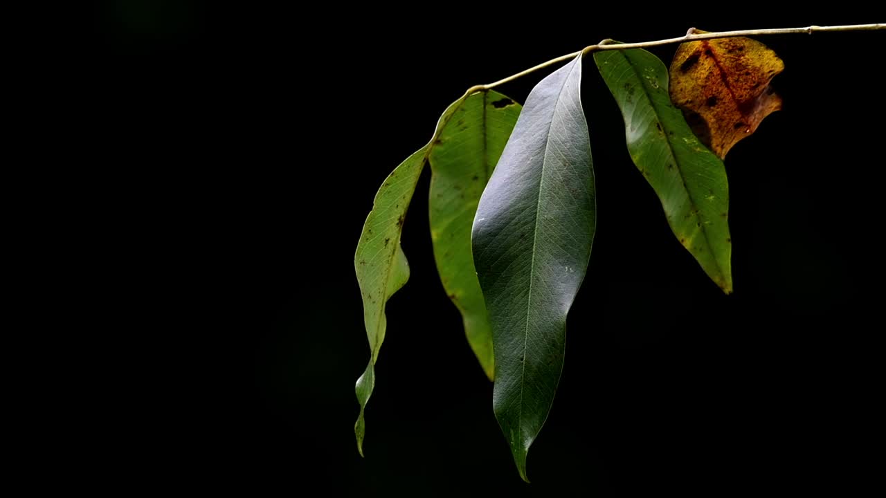 hojas en una rama moviéndose con algo de viento en la jungla, algunas hojas son verdes con alguna mancha, una hoja marrón y a punto de caer