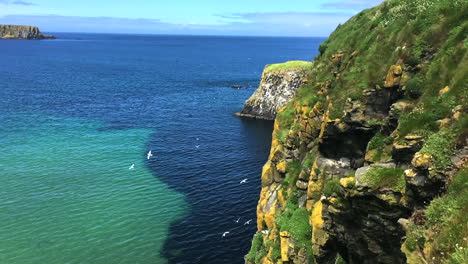 gaviotas volando sobre acantilados rocosos cubiertos de verde en carrick-a-rede irlanda del norte cerca del puente de cuerdas