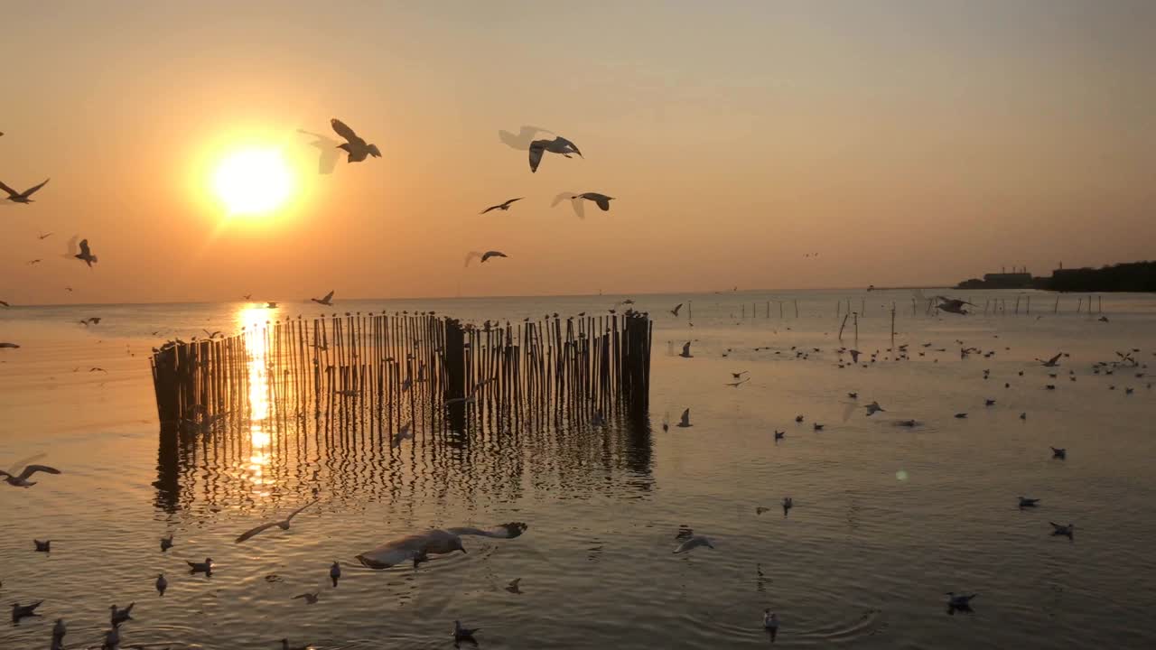백여 마리의 바다표범이 해가 지는 배경에