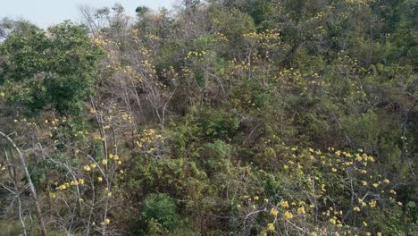 plantación de árboles de algodón de seda amarilla