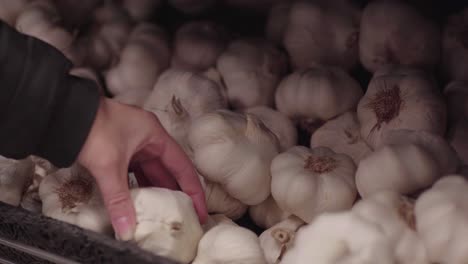 picking an garlic from a pile of garlics