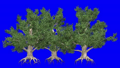 3d european beech tree cluster with wind effect on blue screen 3d animation