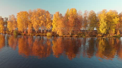 beautiful yellow tree line next to a serene calm lake in october