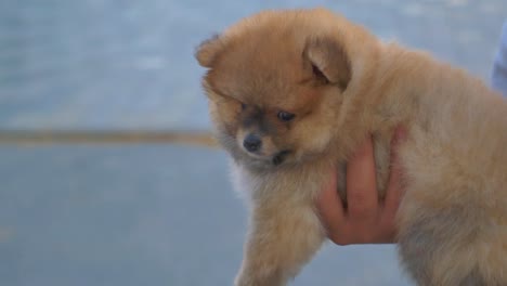 adorable cachorro peludo marrón siendo sostenido por una persona