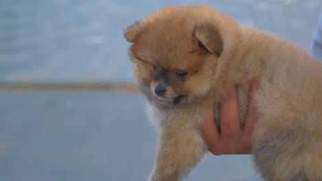 adorable brown fluffy puppy being held by a person