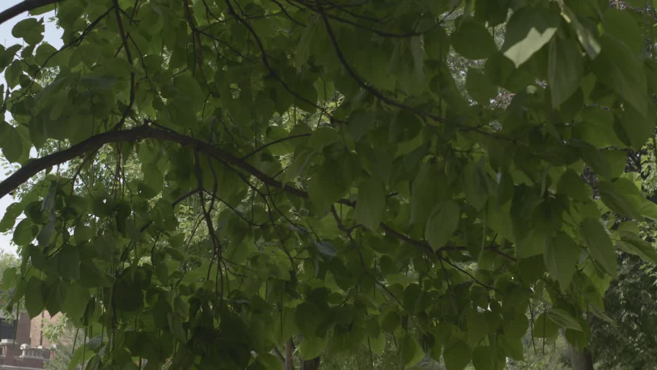 A close up of park tree branches with green leaves moving and blowing in the wind