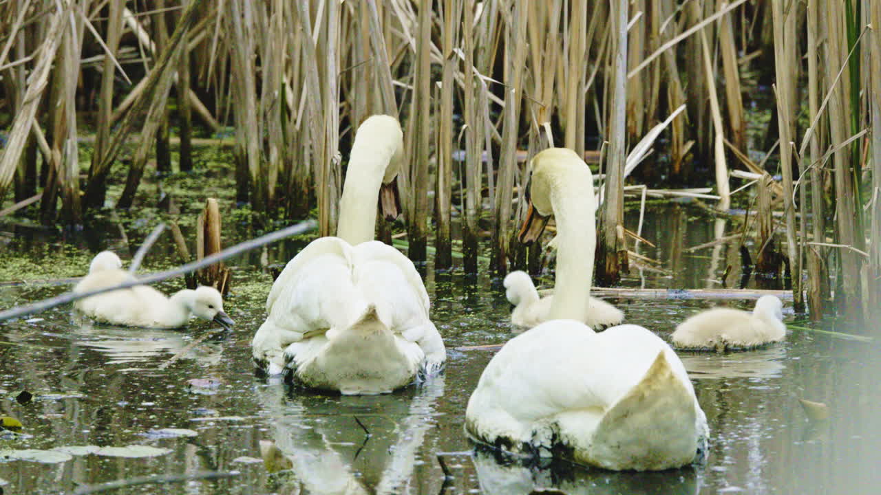 A swan pair swims across the water, protecting their new cygnets.