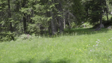 meadow in the woods in the italian alps slow motion camera pan