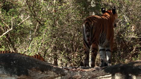 tiger walking in natural zoo environment