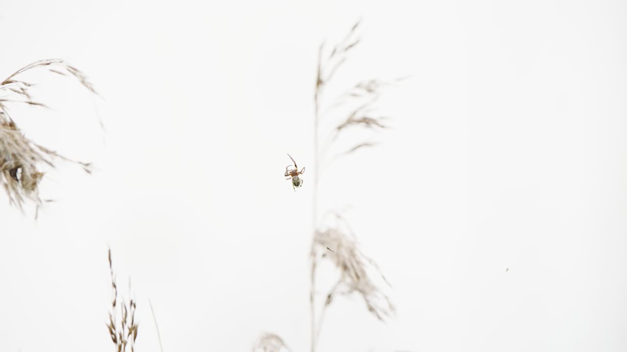 Furrow spider climbs up along web with wheat plant out of focus in background