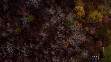 Top-View-Of-Trees-With-Autumnal-Foliage-In-Countryside-Of-Mid-Norway