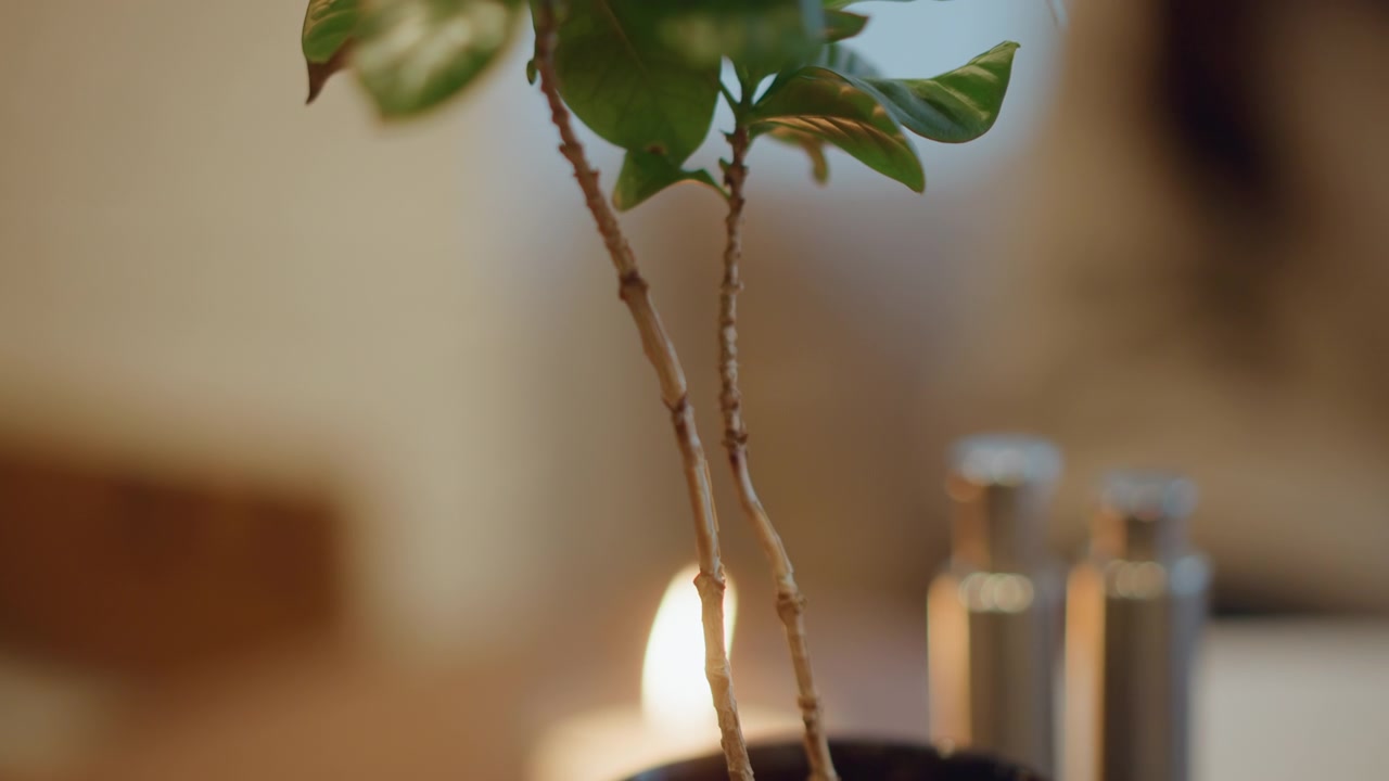 Närbild på en liten krukväxt med gröna blad och tunna stjälkar i mjukt varmt ljus. Ett levande ljus ger en mild belysning som skapar en lugn inomhusatmosfär, bakgrunden är mjukt suddig.