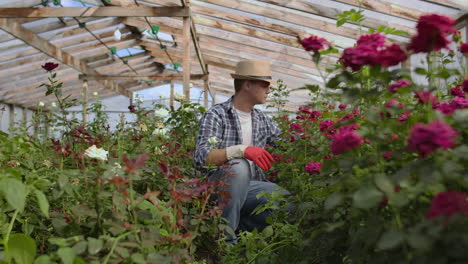 Un-Florista-Jardinero-Se-Sienta-En-Un-Invernadero-Y-Examina-Las-Rosas-Cultivadas-Para-La-Venta.