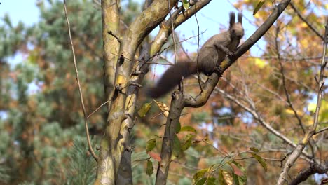 Eurasisches-Graues-Baumeichhörnchen-Oder-Aberts-Eichhörnchen-Sciurus-Vulgaris