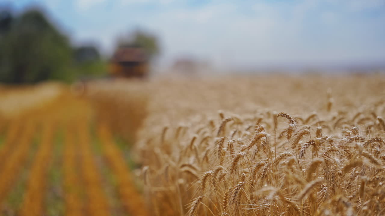 Close-up of yellow spikelets in a wheat field. Wheat field in a sunny summer day. Golden wheat field blowing by the wind.