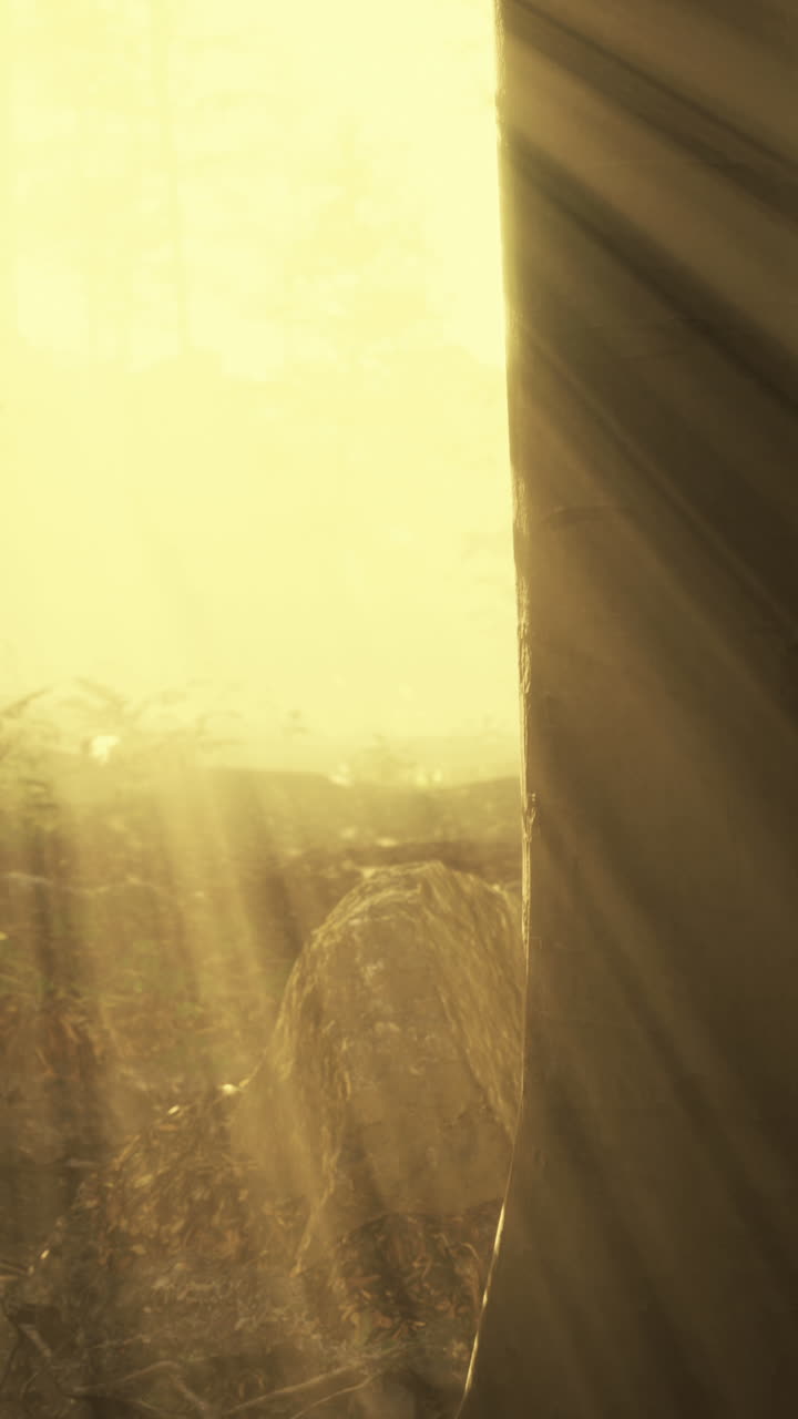 rayos de sol brillando a través de un bosque de niebla