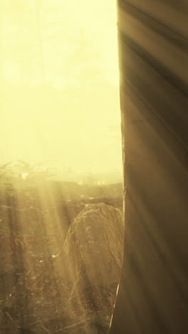 sunbeams shining through a foggy forest