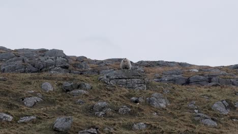 una gran oveja lanosa de pie en un alto afloramiento rocoso de la colina con vistas a un paisaje rural escarpado en las hébridas exteriores de escocia, reino unido