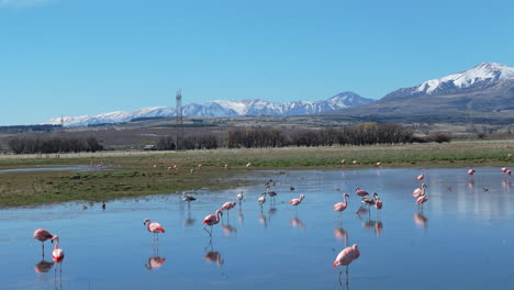 los flamencos están en un pantano tranquilo y reflectante con montañas nevadas en el fondo