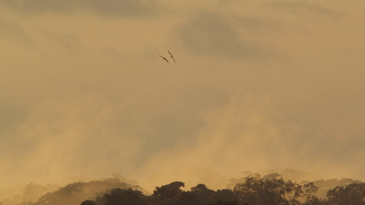 Wide shot scarlet macaw flying over the Amazonian rainforest at sunset golden hour