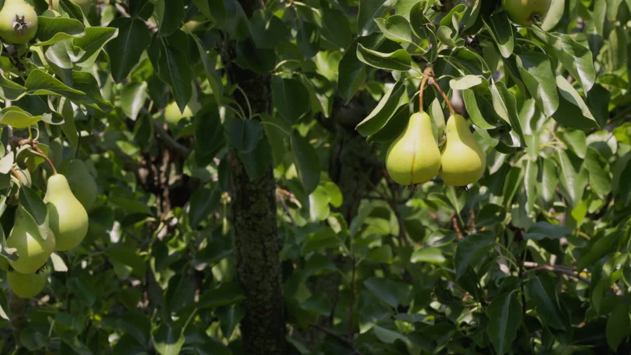 huerto de peras maduras: abundante fruta en un árbol mientras sopla el viento - video estático de 4k