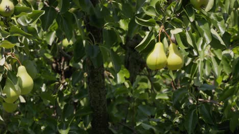 Reifer-Birnengarten:-Reichlich-Früchte-Auf-Einem-Baum,-Während-Der-Wind-Weht---Statisches-4K-Video