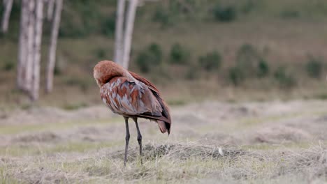 La-Grulla-Azul-Y-Roja-De-Sandhill-Limpia-Sus-Plumas-En-Un-Campo-Recién-Cortado-1