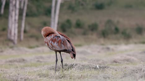 grulla azul y roja limpia sus plumas en un campo recién cortado-1
