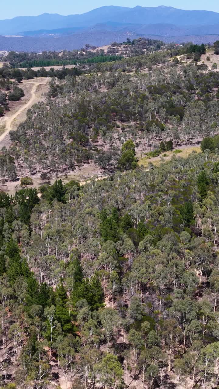 Ripresa aerea con drone rivela sentieri sterrati tortuosi attraverso la fitta boscaglia australiana sotto la luce solare intensa.