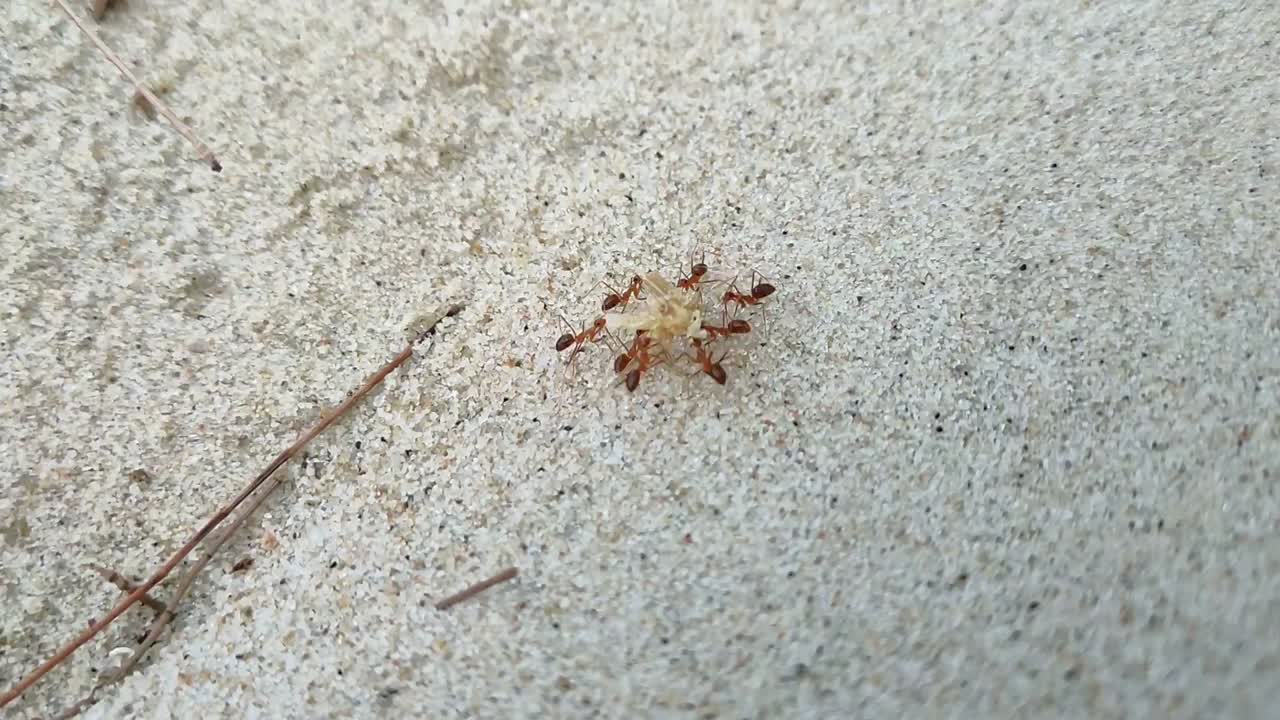Red ants struggle to carry food across loose white sand. Their tiny efforts highlight nature's persistent challenges. A fascinating close-up of the insect world.