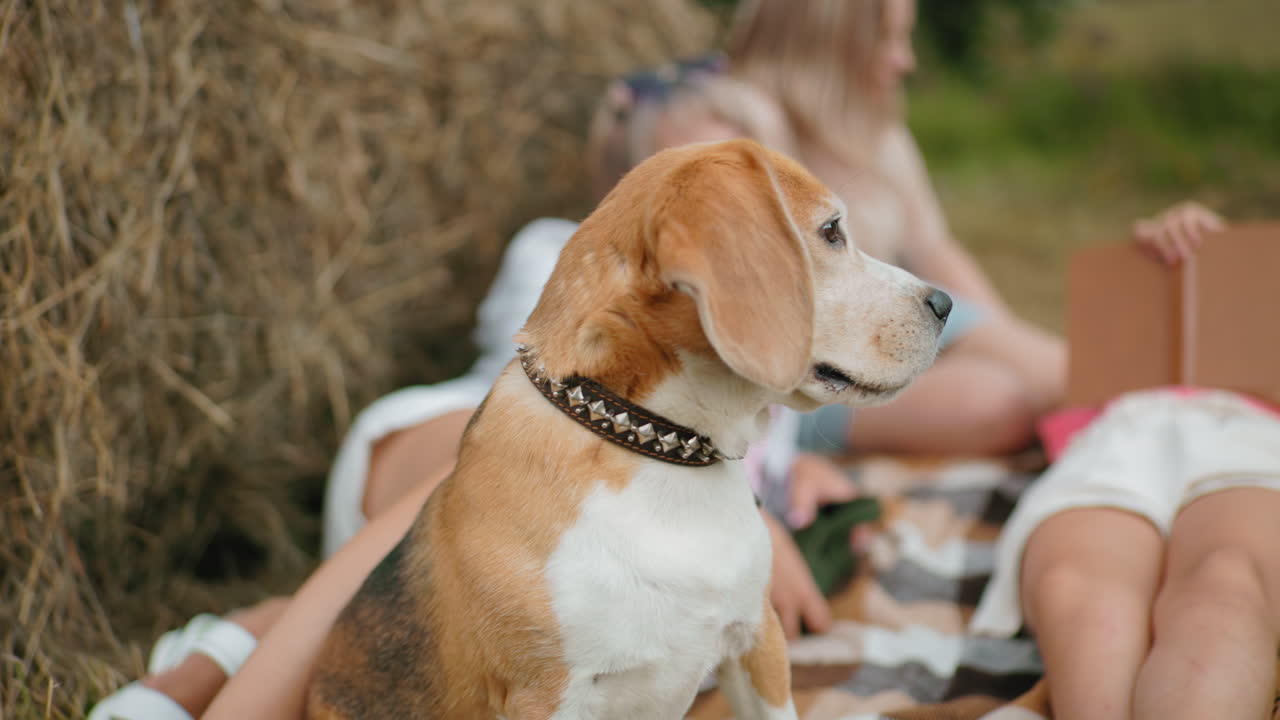 bulldog con la lengua afuera se sienta pensativo, observando a los miembros de la familia acostados en la hierba cerca de la bala de heno, momento al aire libre sereno captura la compañía de mascotas