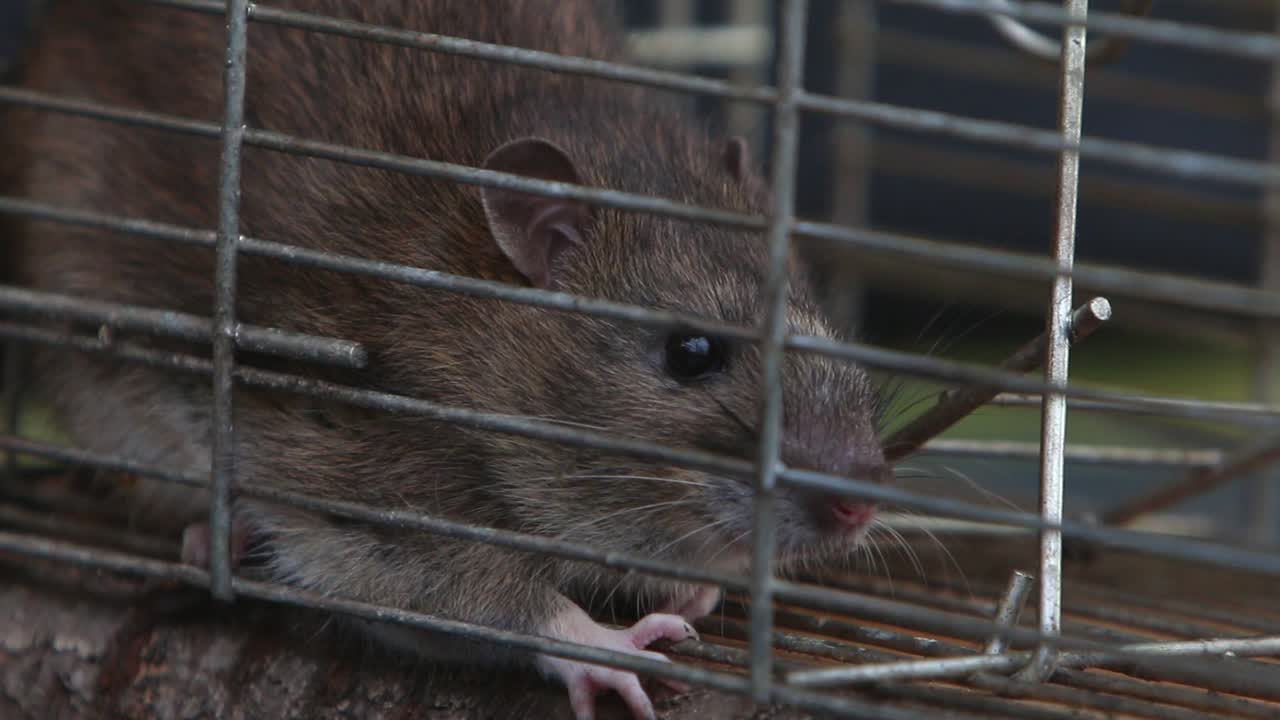 primer plano de una rata marrón, rattus norvegicus, en una trampa de alambre vivo