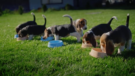 A-group-of-beagle-puppies-eat-food-from-personal-bowls.-On-a-well-groomed-green-lawn-near-the-house