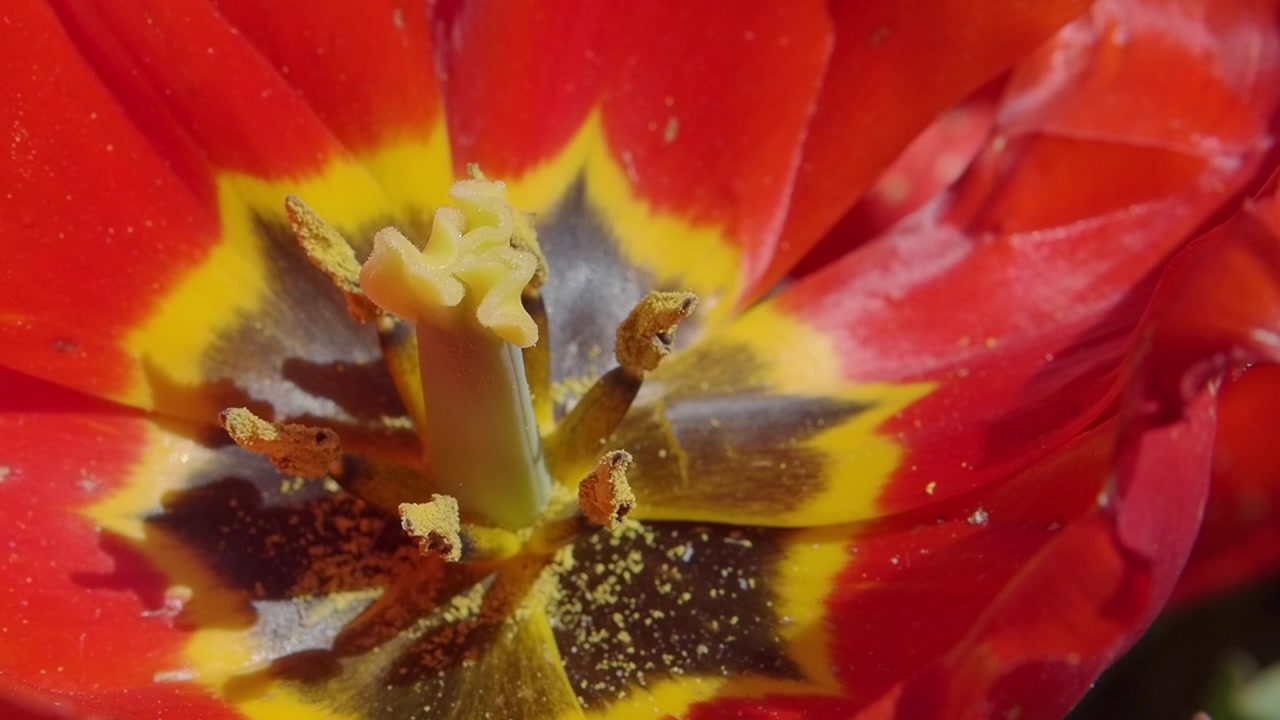 Detailed Close-up of a Vibrant Red and Yellow Tulip Flower