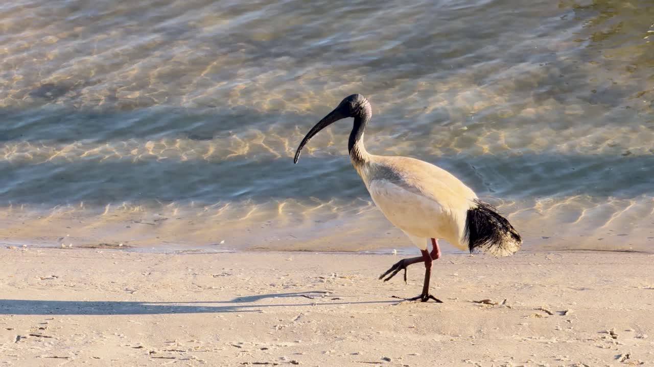 White ibis walks slowly on sunlit beach near water, captured in steady, natural daylight shot
