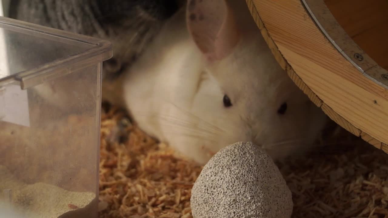 Two Cute Chinchillas in Their Cage