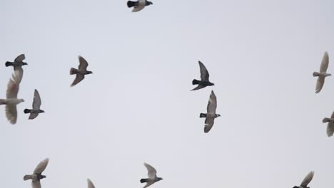 flock of pigeons flying overhead above telephone cable wires against blue sky slow motion