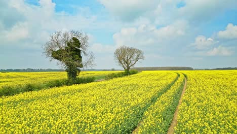 a captivating drone shot of a rapeseed crop with two trees and a winding country road leading to the horizon