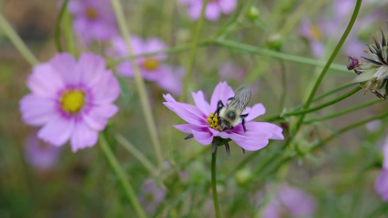 abeja en cámara lenta extrayendo polen de la flor de manzanilla rosa