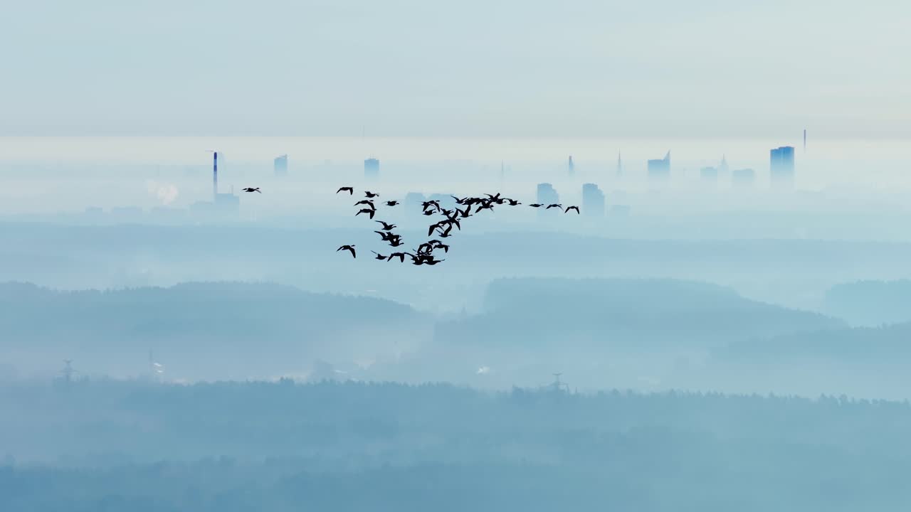 Group of migrating geese soars gracefully above fog-covered skyline, Riga dawn
