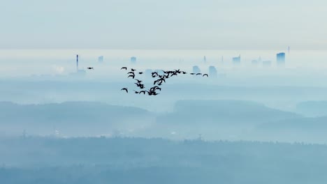 group of migrating geese soars gracefully above fog-covered skyline, riga dawn