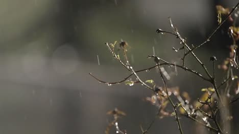 serene rainfall by night, budding branches and moody lighting
