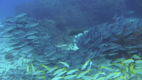 Escuela-Densamente-Poblada-De-Pargos-Salmonetes-Flotando-Sobre-Fondos-Arenosos-Con-Rocas-En-El-Fondo