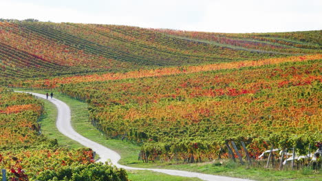 Viñedo-En-Otoño,-Hojas-Coloridas,-Con-Una-Carretera-Y-Peatones.