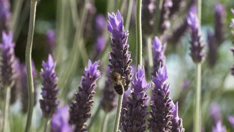 Polinización-De-Abejas-De-Plantas-De-Lavanda-En-Un-Campo,-Cierre-Manual