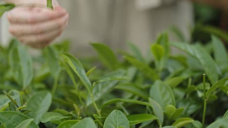 primo piano sulla mano della donna asiatica che raccoglie il congedo di tè verde fresco sulla terrazza della piantagione di tè