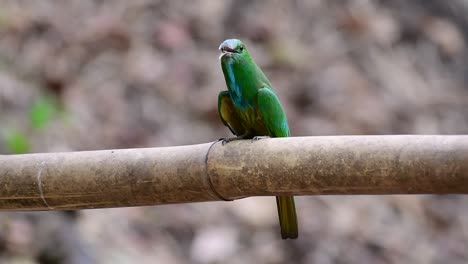 el abejaruco de barba azul se encuentra en la península de malaya, incluida tailandia, en claros de bosques particulares